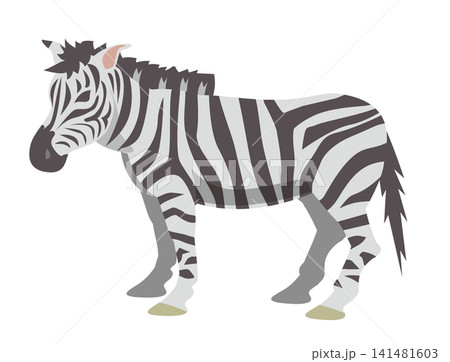 動物のシマウマ 動物のシマウマ 141481603