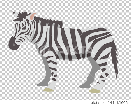 動物のシマウマ 動物のシマウマ 141481603