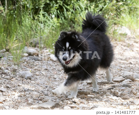Pomsky in nature Pomsky in nature 141481777