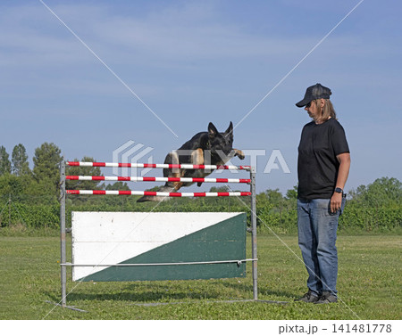 training of german shepherd training of german shepherd 141481778