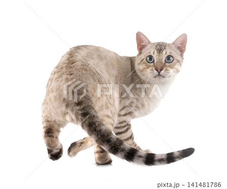 bengal in studio bengal in studio 141481786