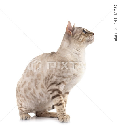 bengal in studio 141481787