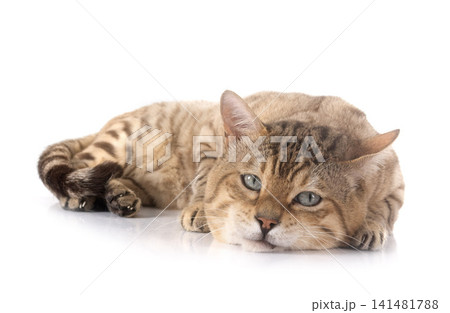bengal in studio 141481788