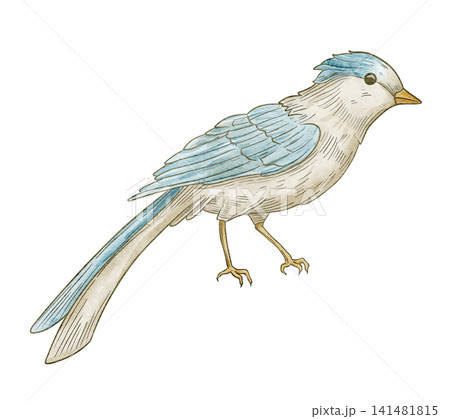Bird watercolor illustration. Blue songbird isolated on background. Decorative avian element for botanical compositions, nursery posters, vintage greeting cards and wedding invitations. Bird watercolor illustration. Blue songbird isolated on background. Decorative avian element for botanical compositions, nursery posters, vintage greeting cards and wedding invitations. 141481815