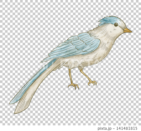 Bird watercolor illustration. Blue songbird isolated on background. Decorative avian element for botanical compositions, nursery posters, vintage greeting cards and wedding invitations. Bird watercolor illustration. Blue songbird isolated on background. Decorative avian element for botanical compositions, nursery posters, vintage greeting cards and wedding invitations. 141481815