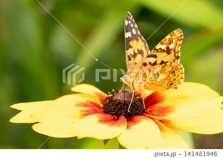 黄色いルドベキアで吸蜜するヒメアカタテハ 黄色いルドベキアで吸蜜するヒメアカタテハ 141481946