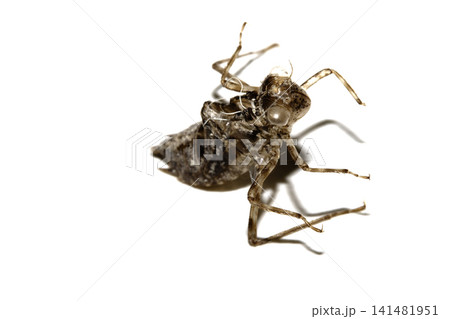 Close up of an empty dragonfly nymph shell on a white background Close up of an empty dragonfly nymph shell on a white background 141481951