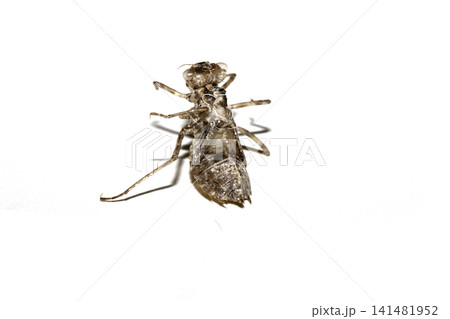 Close up of an empty dragonfly nymph shell on a white background 141481952