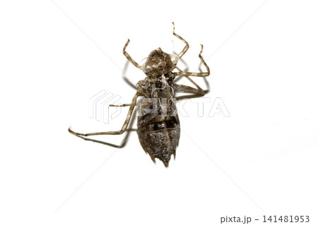 Close up of an empty dragonfly nymph shell on a white background Close up of an empty dragonfly nymph shell on a white background 141481953