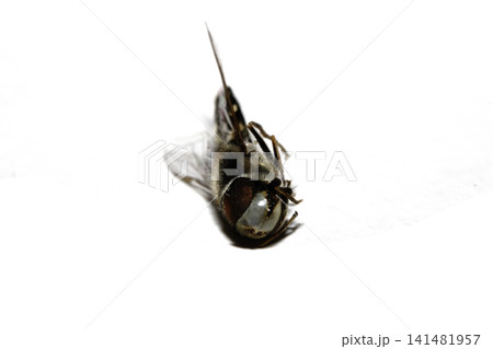 Close up of a dead hoverfly bug insect fly on a white background Close up of a dead hoverfly bug insect fly on a white background 141481957