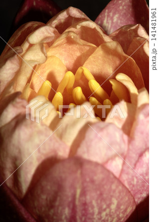 Close up of a pink water flower lily Close up of a pink water flower lily 141481961