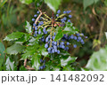 Ripe blue berries of Mahonia aquifolium on a bush 141482092