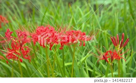 赤く鮮やかに咲く曼珠沙華(彼岸花) 自然風景 赤く鮮やかに咲く曼珠沙華(彼岸花) 自然風景 141482217