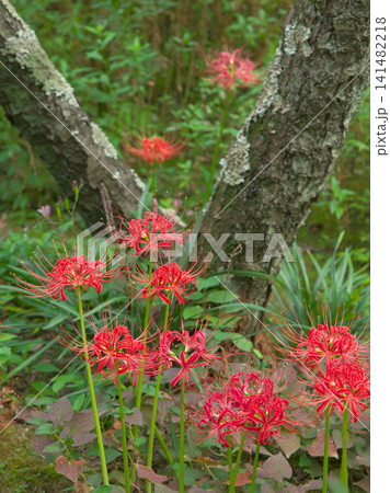 赤く鮮やかに咲く曼珠沙華（彼岸花）　自然風景 141482218