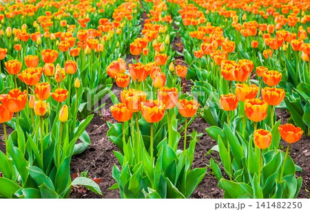 Beautiful soft focus vibrant yellow and red tulips in the flower 141482250