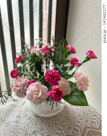 ピンク色のカーネーションの寄せ植え ピンク色のカーネーションの寄せ植え 141482277