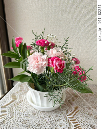 ピンク色のカーネーションの寄せ植え ピンク色のカーネーションの寄せ植え 141482281