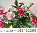 ピンク色のカーネーションの寄せ植え 141482296