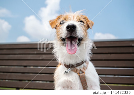 Happy Jack Russell terrier sitting on wooden bench outdoor. Cute dog with tongue out looking at camera. Happy Jack Russell terrier sitting on wooden bench outdoor. Cute dog with tongue out looking at camera. 141482329