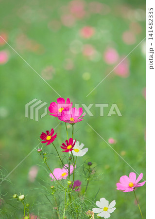 鮮やかに咲くコスモス(秋桜) 自然風景 鮮やかに咲くコスモス(秋桜) 自然風景 141482335