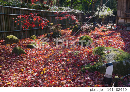 秋の日本庭園 紅葉のじゅうたんと竹垣 141482450