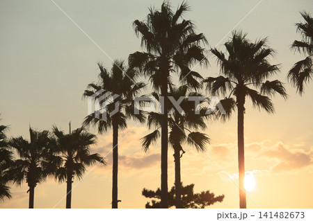 湘南の夕暮れ　　自然風景 141482673