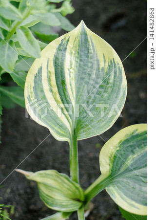Close Up of Variegated Hosta Brave Attempt 141482868