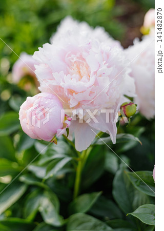 Beautiful Pink Peony Angel Cheeks Bush in Summer Garden 141482870