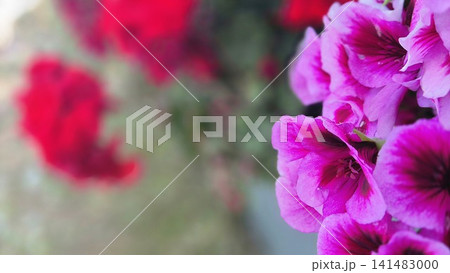 Close Up of Pink Geranium Flowers 141483000