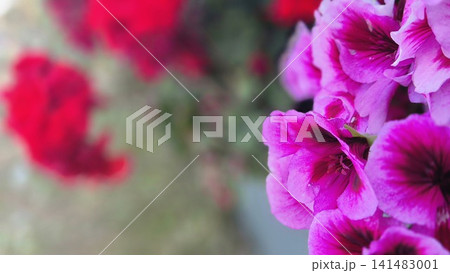 Pink geranium flowers with soft blurred background Pink geranium flowers with soft blurred background 141483001