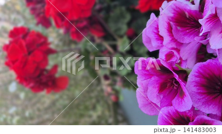 Pink and red geranium flowers in soft focus Pink and red geranium flowers in soft focus 141483003