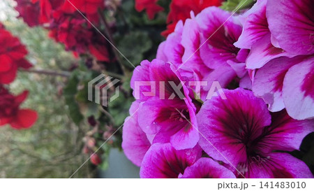 Close Up of Vibrant Pink Geranium Flowers Close Up of Vibrant Pink Geranium Flowers 141483010