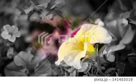 Yellow petunia flower in selective color close up 141483019