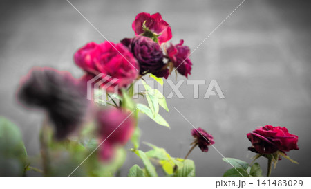 Blurred dark pink roses against gray background 141483029