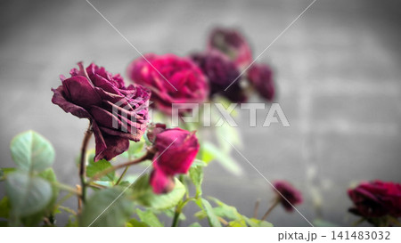 Withered roses with soft blurred background Withered roses with soft blurred background 141483032