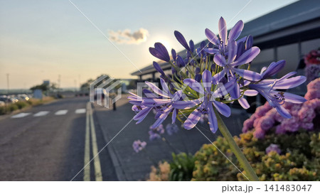 Purple agapanthus flower by a roadside at sunset Purple agapanthus flower by a roadside at sunset 141483047