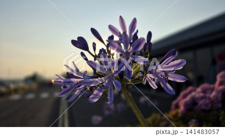 Purple agapanthus flower at sunset with bokeh Purple agapanthus flower at sunset with bokeh 141483057