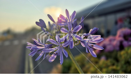 Purple agapanthus flowers glowing in warm sunset light Purple agapanthus flowers glowing in warm sunset light 141483062