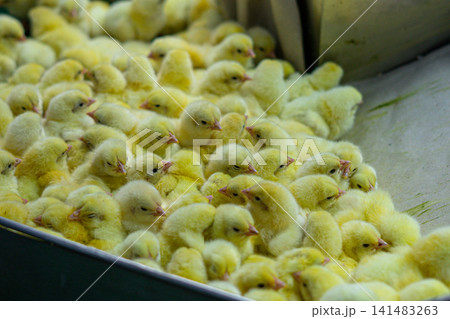 Newly Hatched Chicks on Conveyor Belt in Modern Poultry Hatchery Facility 141483263