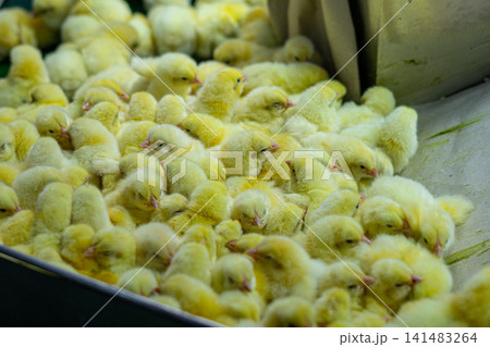 Newly Hatched Chicks on Conveyor Belt in Modern Poultry Hatchery Facility Newly Hatched Chicks on Conveyor Belt in Modern Poultry Hatchery Facility 141483264