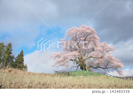 一本桜 - 春の雲の下に堂々と咲く発知のヒガンザクラ(2009年4月) 一本桜 - 春の雲の下に堂々と咲く発知のヒガンザクラ(2009年4月) 141483339