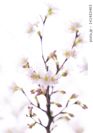 春の光に包まれて咲き誇る可憐な桜の花と枝 春の光に包まれて咲き誇る可憐な桜の花と枝 141483465