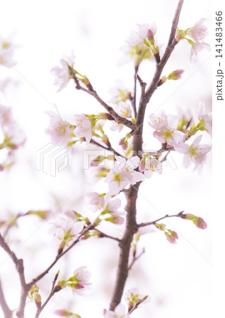 春の光に包まれて咲き誇る可憐な桜の花と枝 春の光に包まれて咲き誇る可憐な桜の花と枝 141483466