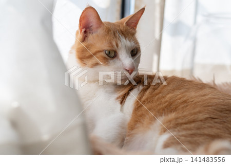 窓辺でくつろぐ猫　茶トラ白 141483556