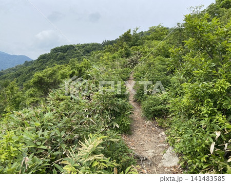 緑豊かな登山道を進む自然散策ルート 141483585