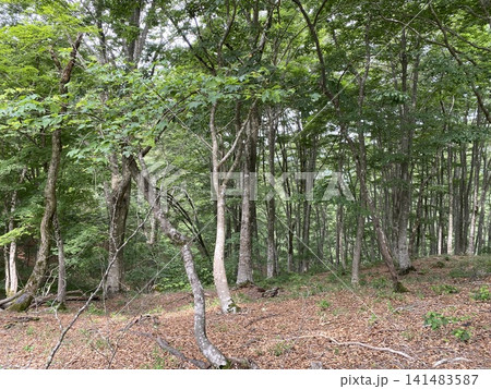 静かな広葉樹林に広がる自然の森 静かな広葉樹林に広がる自然の森 141483587
