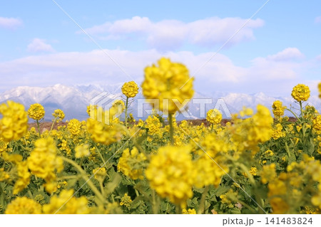 菜の花畑越しに望む雪山 菜の花畑越しに望む雪山 141483824