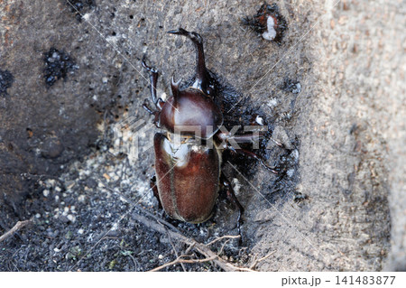 樹液を舐めるカブトムシ 樹液を舐めるカブトムシ 141483877