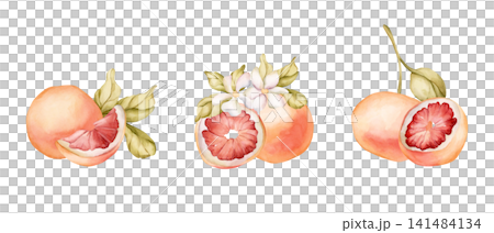 Grapefruit summer citrus fruits. Watercolor hand drawn floral food illustration isolated on white background for home kitchen textile fresh fabric print card cosmetic package porcelain crockery label Grapefruit summer citrus fruits. Watercolor hand drawn floral food illustration isolated on white background for home kitchen textile fresh fabric print card cosmetic package porcelain crockery label 141484134