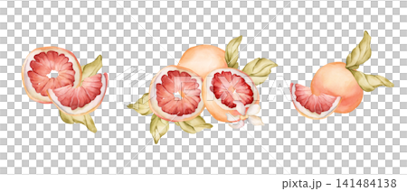 Grapefruit summer citrus fruits. Watercolor hand drawn floral food illustration isolated on white background for home kitchen textile fresh fabric print card cosmetic package porcelain crockery label Grapefruit summer citrus fruits. Watercolor hand drawn floral food illustration isolated on white background for home kitchen textile fresh fabric print card cosmetic package porcelain crockery label 141484138